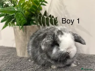Mini Lop rabbits ✨Stunning Magpie & Harlequin Mini Lops✨ - Advert 1