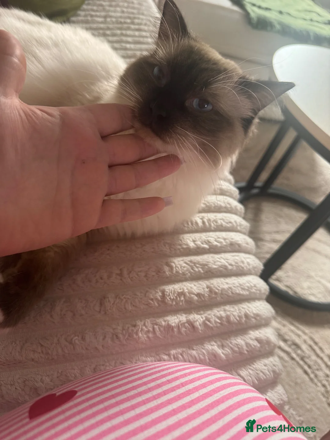Ragdoll cats for sale: Axel Looking for Forever home  - Advert 2