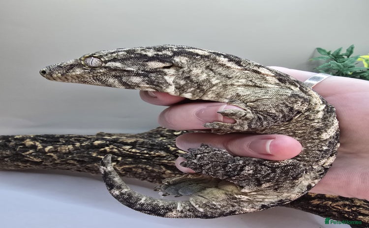 Gecko reptiles Leachianus & Crested Geckos Adults & Babies  - Advert 1