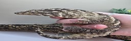 Gecko reptiles for sale: Leachianus & Crested Geckos Adults & Babies  - Advert 3