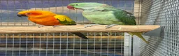Parrots birds for sale: Birds/Parakeets/Parrots/Amazons  - Advert 10