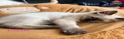 Ragdoll cats for sale:  Last one looking forever home, ready to go now  - Advert 18