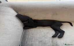 Labrador Retriever dogs for sale: Beautiful 11 week old Lab puppy (female) - Image 5