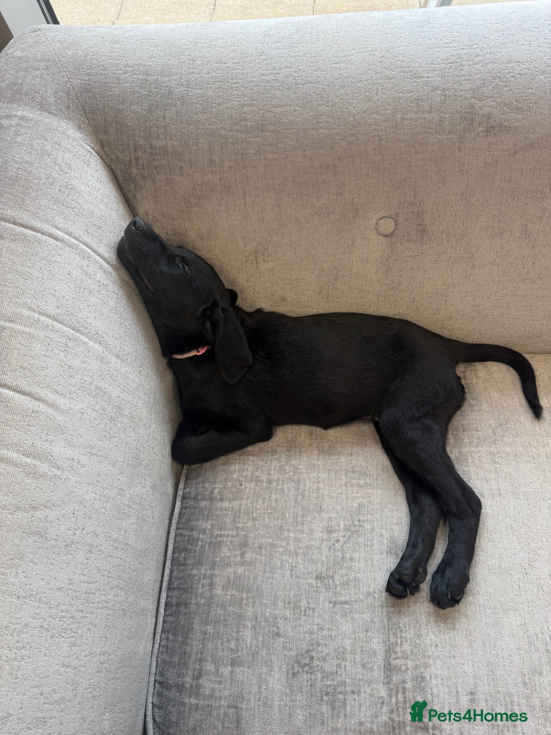 Labrador Retriever dogs for sale: Beautiful 11 week old Lab puppy (female) - Image 5