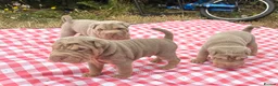 Shar Pei dogs for sale: QUALITY RARE lilac tan  puppy shar pei for sale  - Advert 12