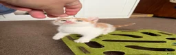 Mixed Breed cats for sale: Ginger & White Kitten  - Advert 4