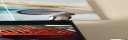 Cockatiels birds for sale: Male & Female Cockatiel  in Doncaster - Advert 5
