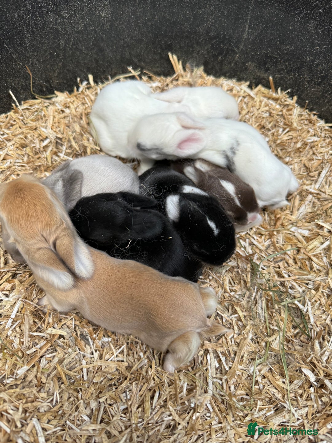 Mini Lop rabbits for sale:  BEAUTIFUL MINI LOP PEDIGREE BUNNIES - Advert 7