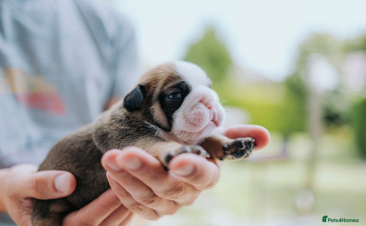 English Bulldog dogs - Advert 1