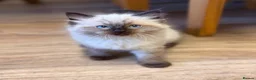 Ragdoll cats for sale: Brother & Sister Ragdoll Kittens  - Advert 6