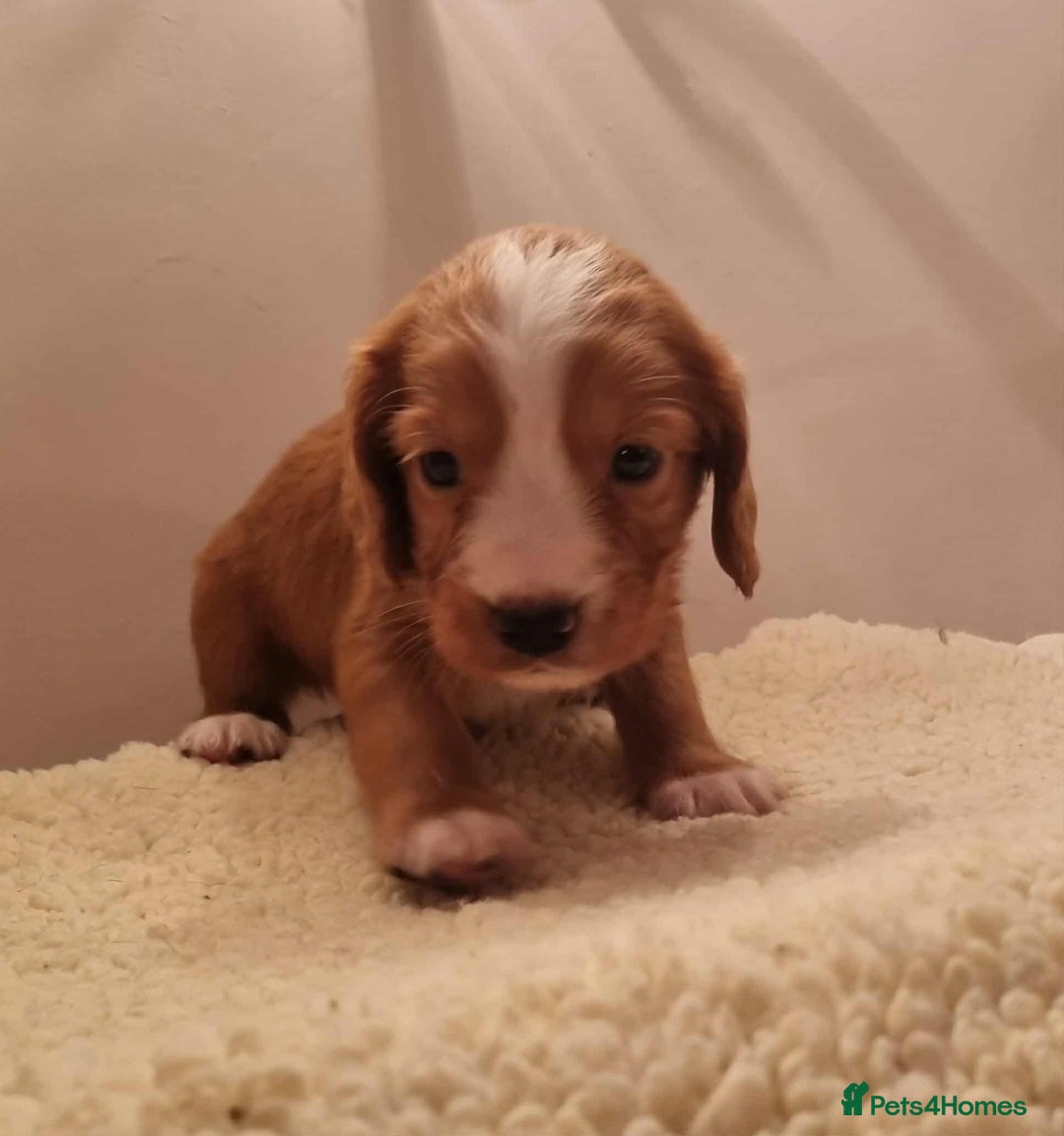 Cocker Spaniel dogs for sale: Gorgeous Health Tested Working Cocker Spaniels - Image 32