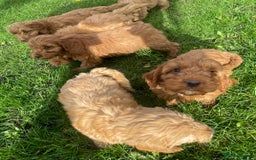 Cockapoo dogs for sale: Red Cockapoo puppies for sale - Image 10
