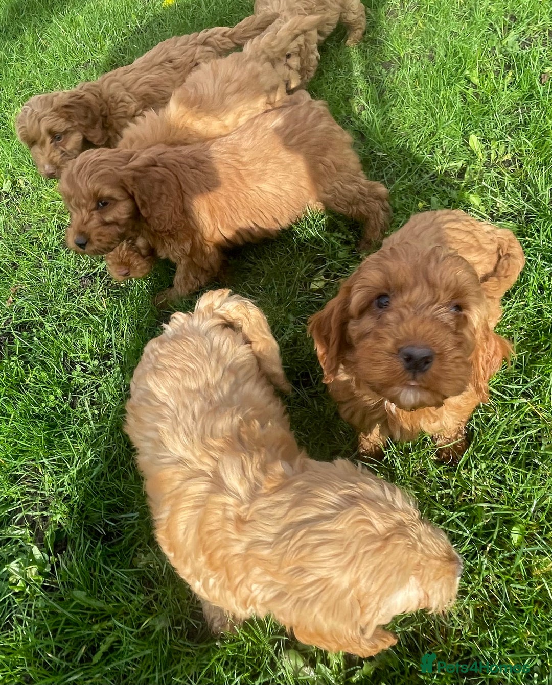 Cockapoo dogs for sale: Red Cockapoo puppies for sale - Image 10