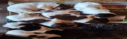 English Springer Spaniel dogs for sale: KC Registered Tri colour English Springer Spaniels in Redruth - Advert 5