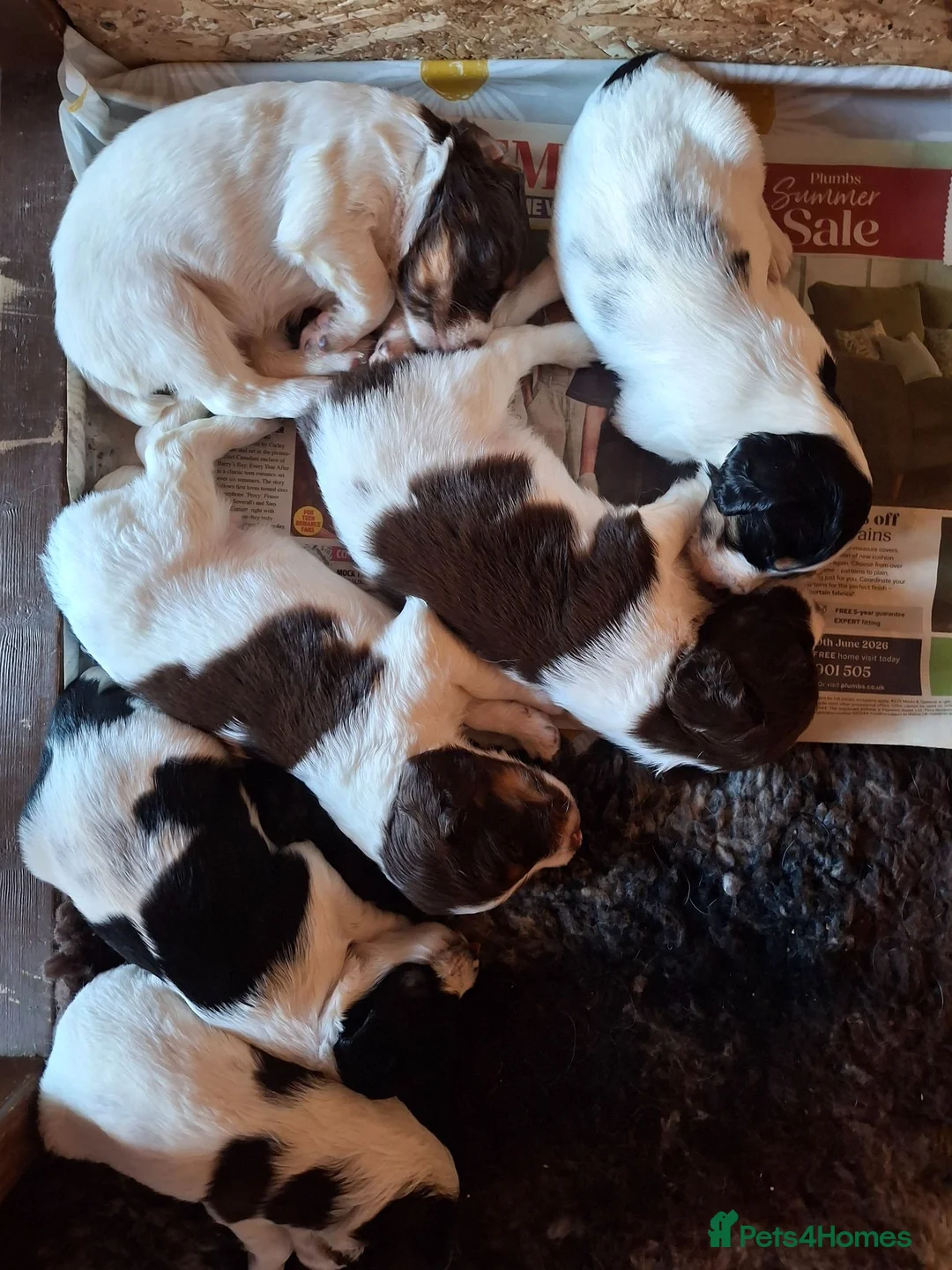 English Springer Spaniel dogs for sale: KC Registered Tri colour English Springer Spaniels in Redruth - Advert 5