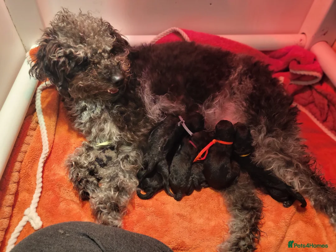 Labradoodle dogs for sale: Beautiful strong puppies f1bb - Advert 7