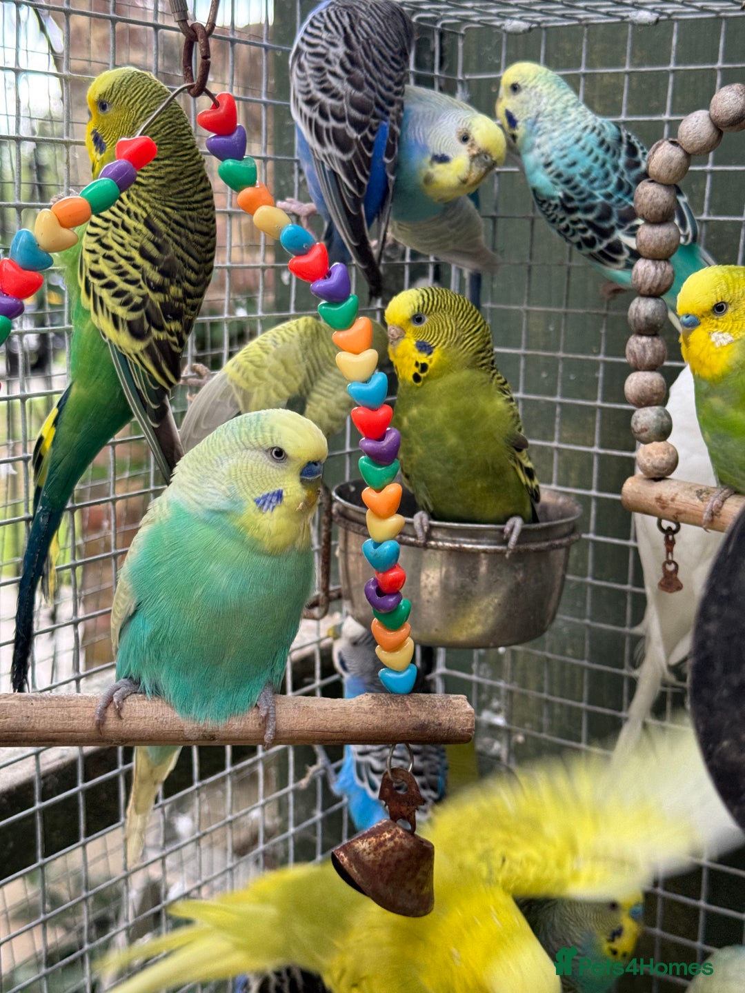 Budgerigars birds for sale: Adorable budgies and cages for sale  - Image 1