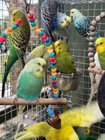 Budgerigars birds - Advert 1