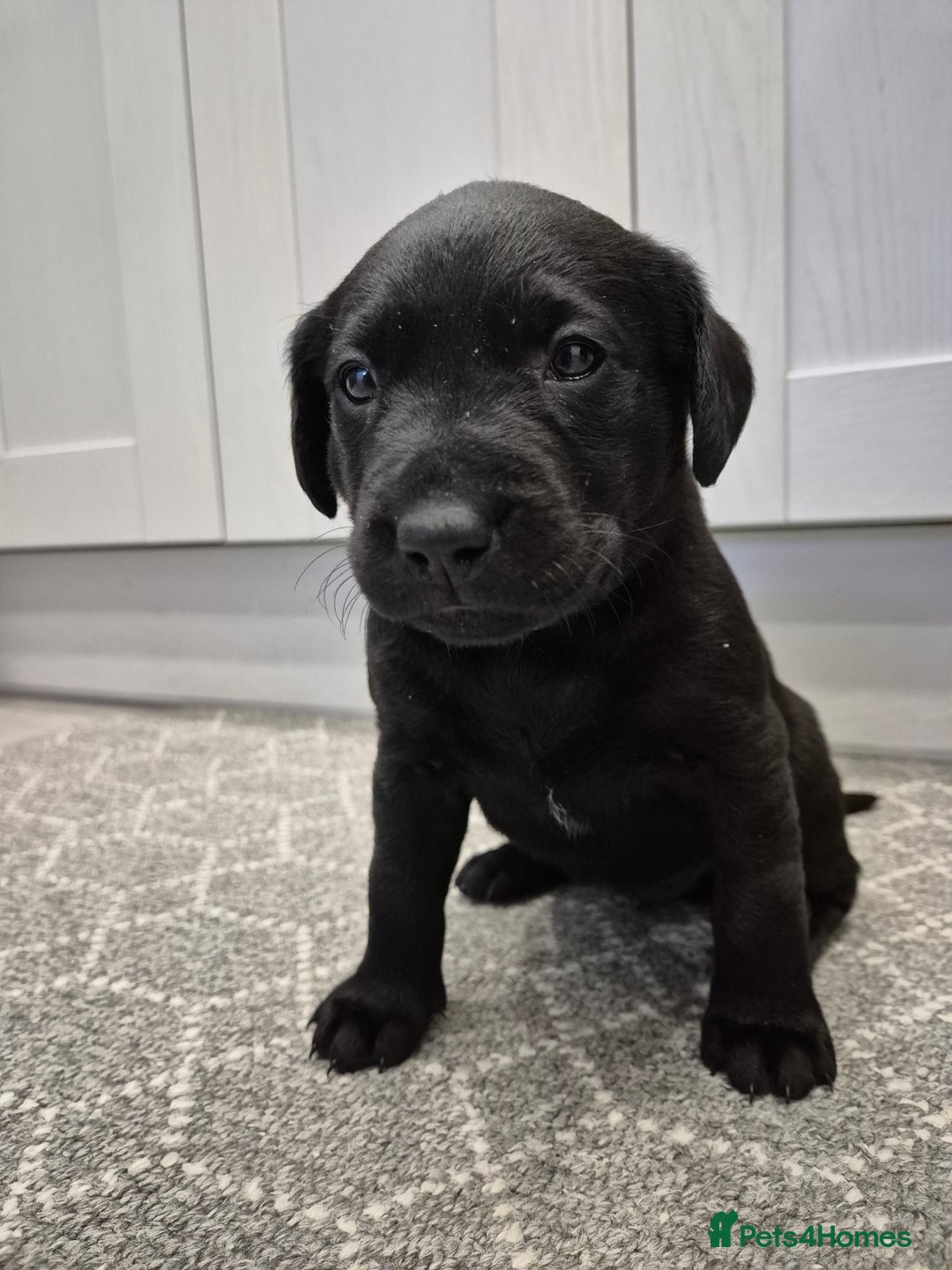 Labrador Retriever dogs for sale: Black Labrador Retreiver pups - Image 9