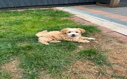Maltipoo dogs for sale: Beautiful Maltipoo’s LAST LITTLE BOY LEFT - Image 15