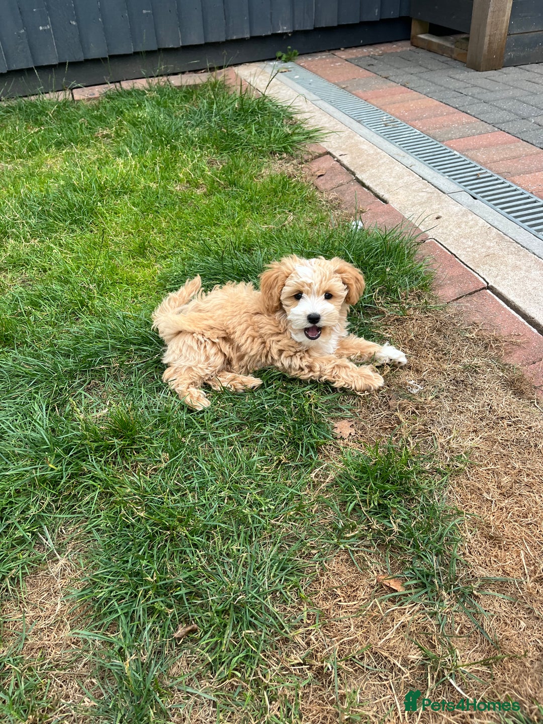 Maltipoo dogs for sale: Beautiful Maltipoo’s LAST LITTLE BOY LEFT - Image 15