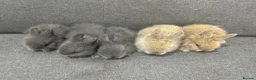 Lionhead rabbits for sale: Adorable Lionhead Bunnies - Advert 3