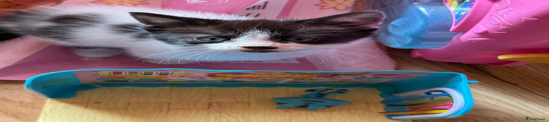 British Longhair Kitten 6