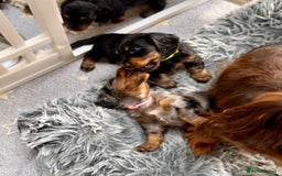Miniature Dachshund dogs for sale: Beautiful litter of long haired mini dachshunds  - Image 17