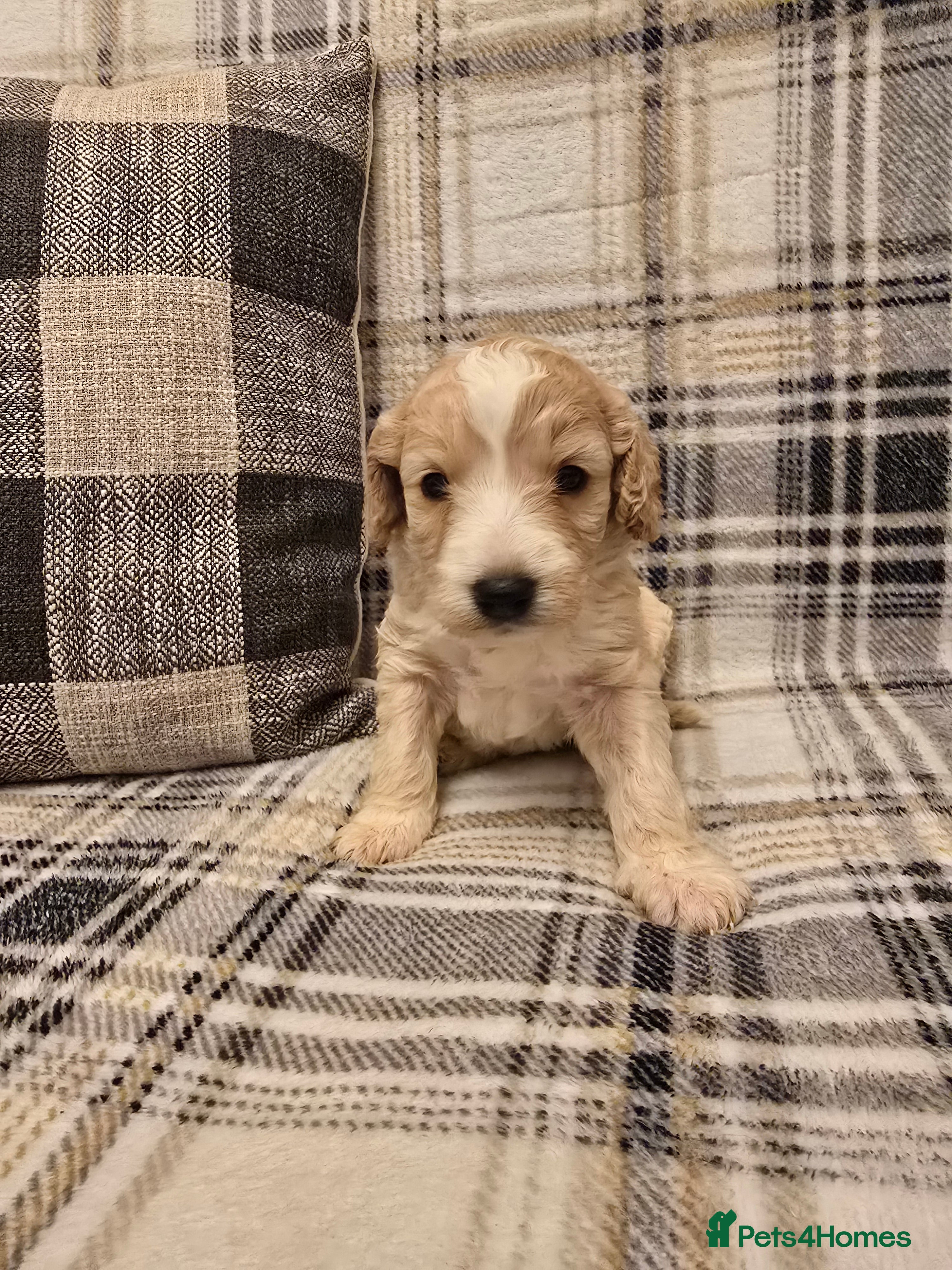 Goldendoodle dogs Goldendoodle🐶 - Advert 6