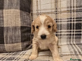 Goldendoodle dogs Goldendoodle🐶 - Advert 2