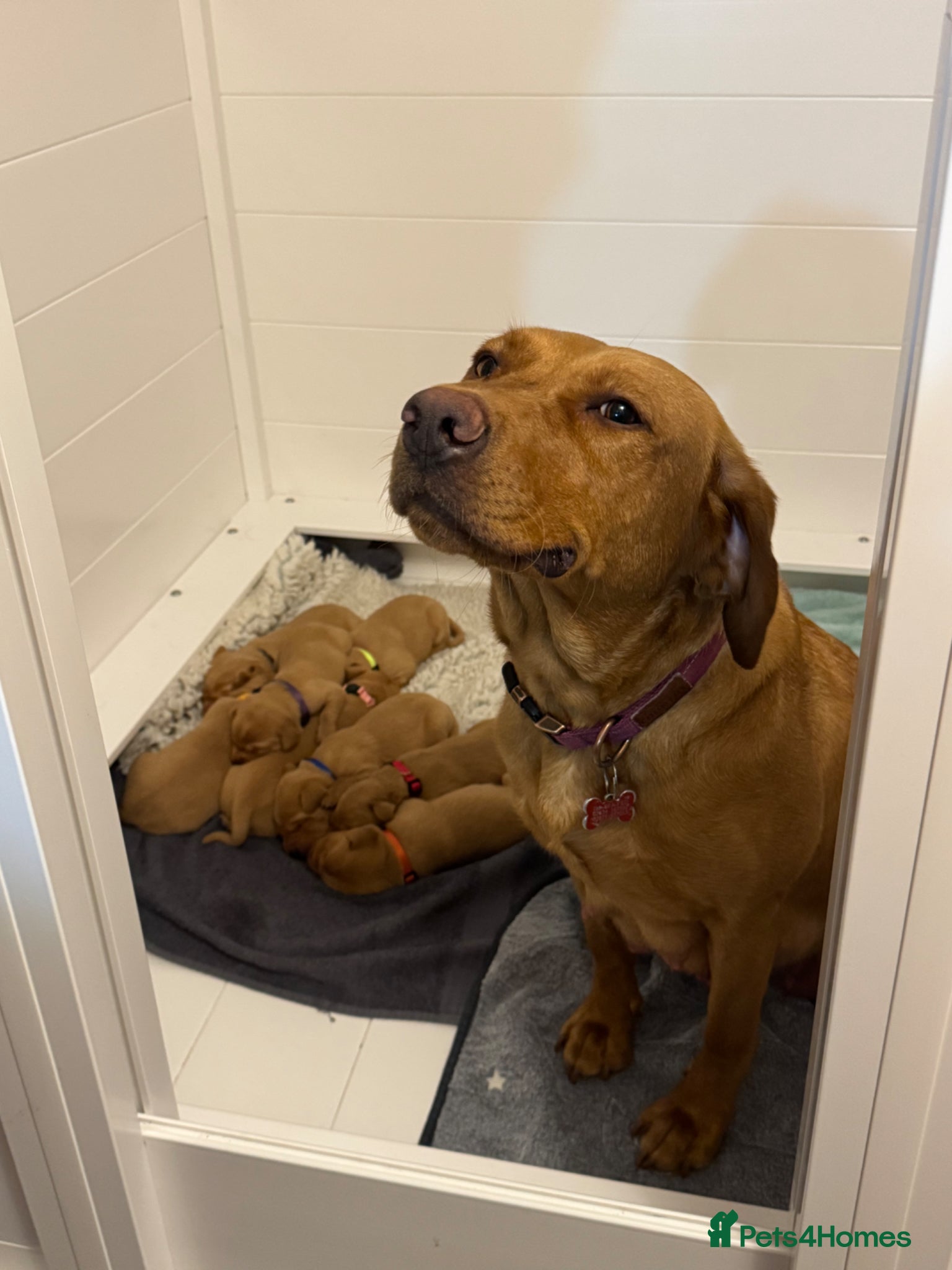 Labrador Retriever dogs KC Registered Fox Red Labrador Puppies  - Advert 13