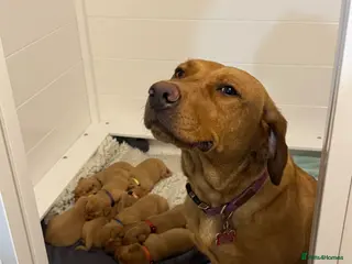 Labrador Retriever dogs KC Registered Fox Red Labrador Puppies - Advert 13