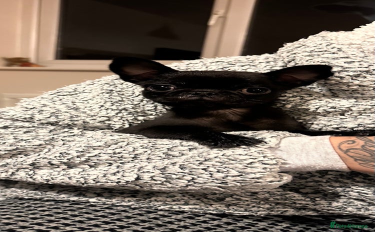 Pug dogs - Advert 2