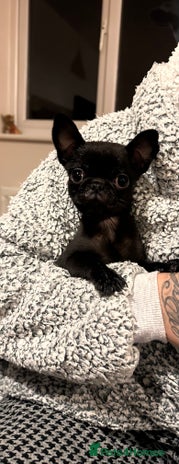 Pug dogs - Advert 2