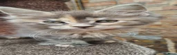 Maine Coon cats for sale: Tica registered girls - Advert 13