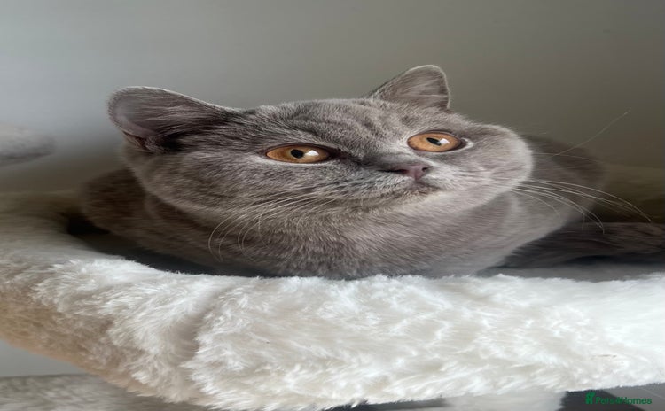 British Shorthair cats - Advert 33