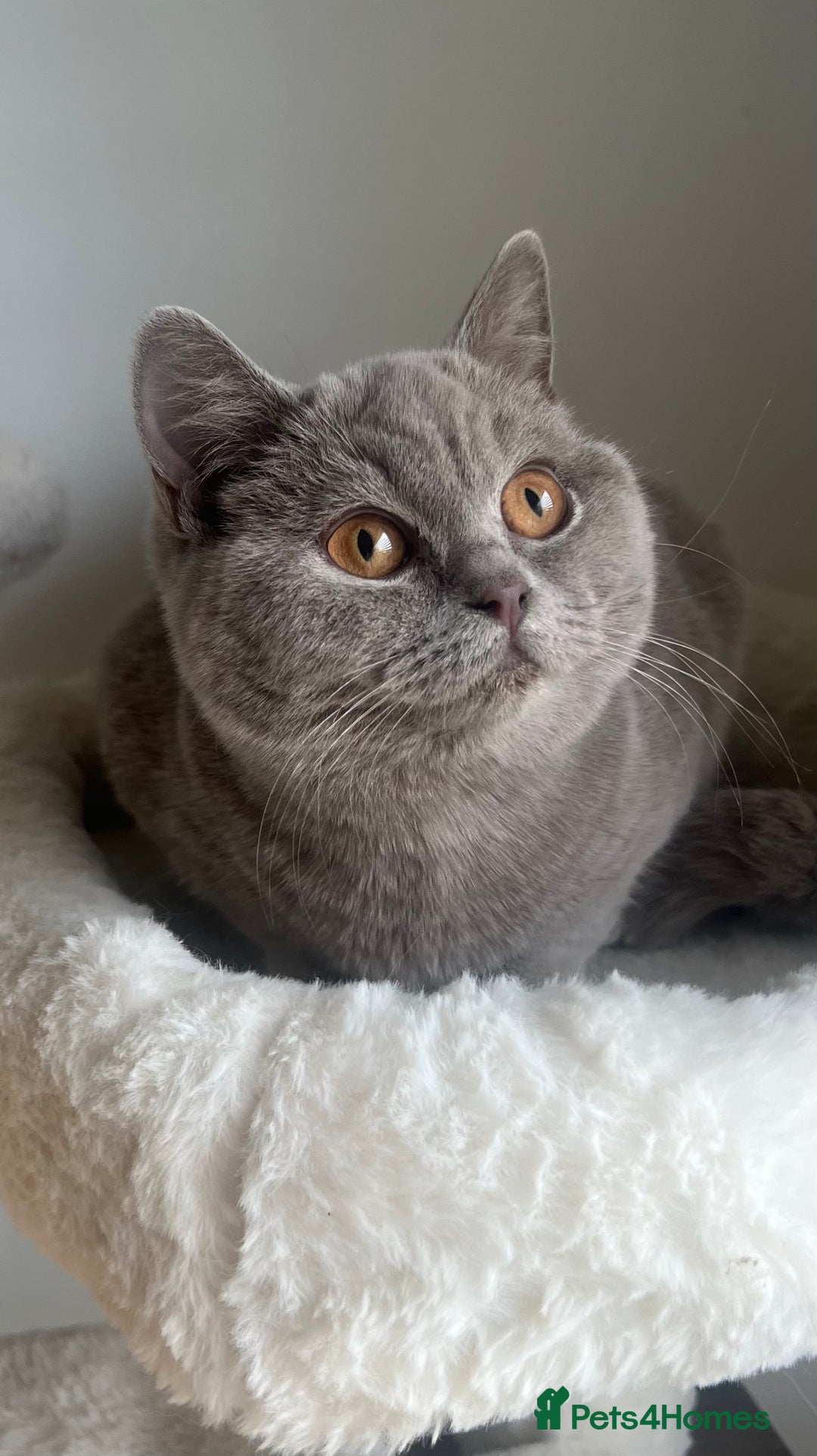 British Shorthair cats for sale: GCCF Registered Lilac British Shorthair Boy - Image 2