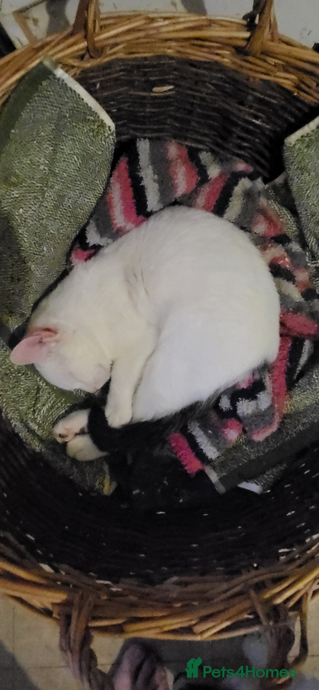 Mixed Breed cats for sale: Domestic Shorthair x Turkish Van  - Advert 5