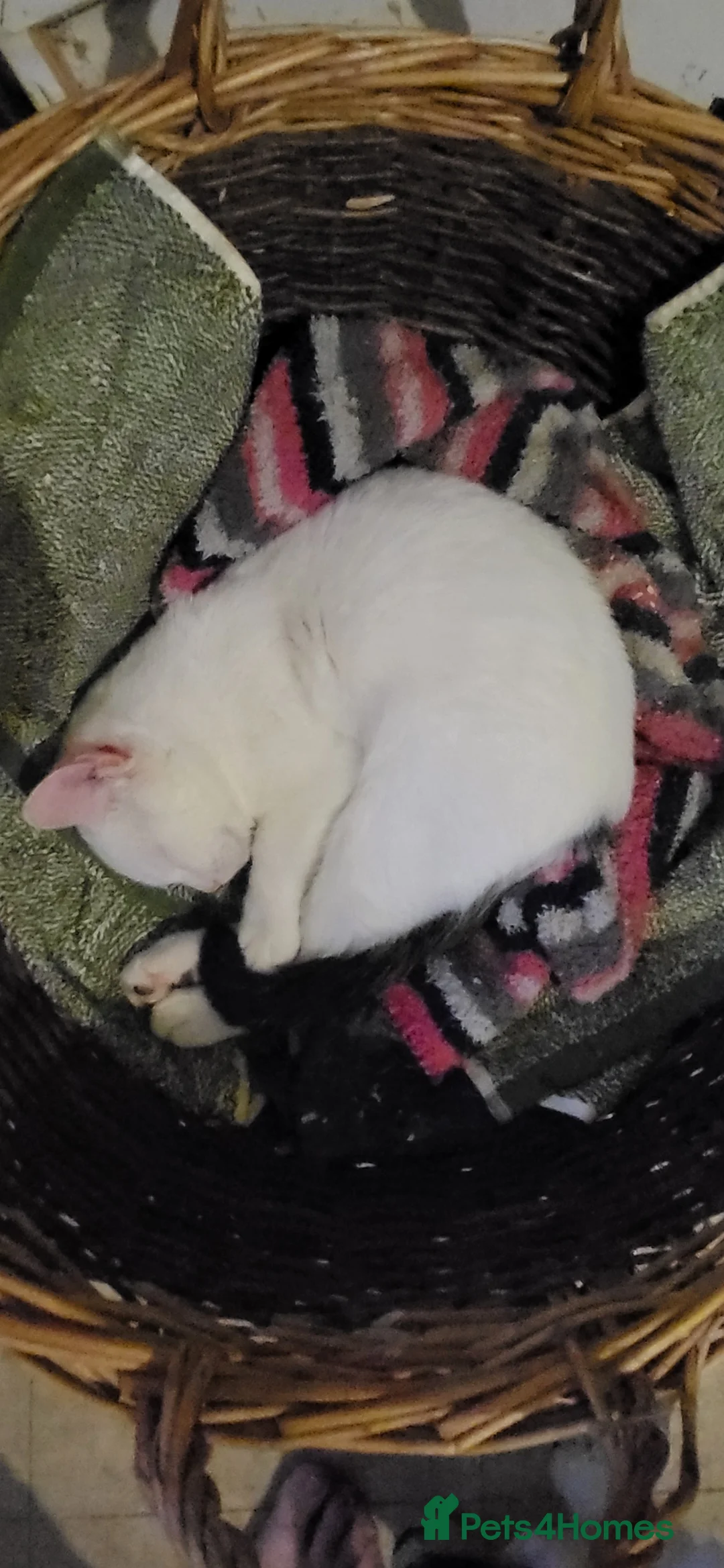 Mixed Breed cats for sale: Domestic Shorthair x Turkish Van  - Advert 5