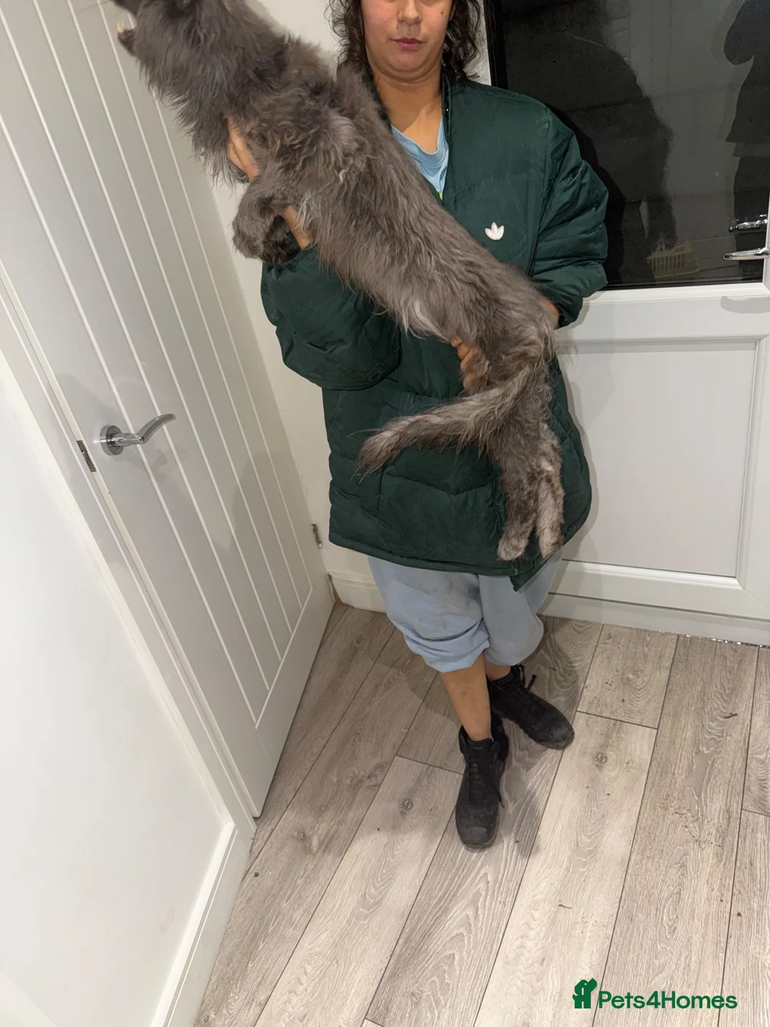 Maine Coon cats for sale: Tica active male and females  in Harlow - Advert 2