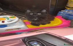 Mixed Breed cats for sale: 🐱2 beautiful male kittens 🐱  - Advert 5