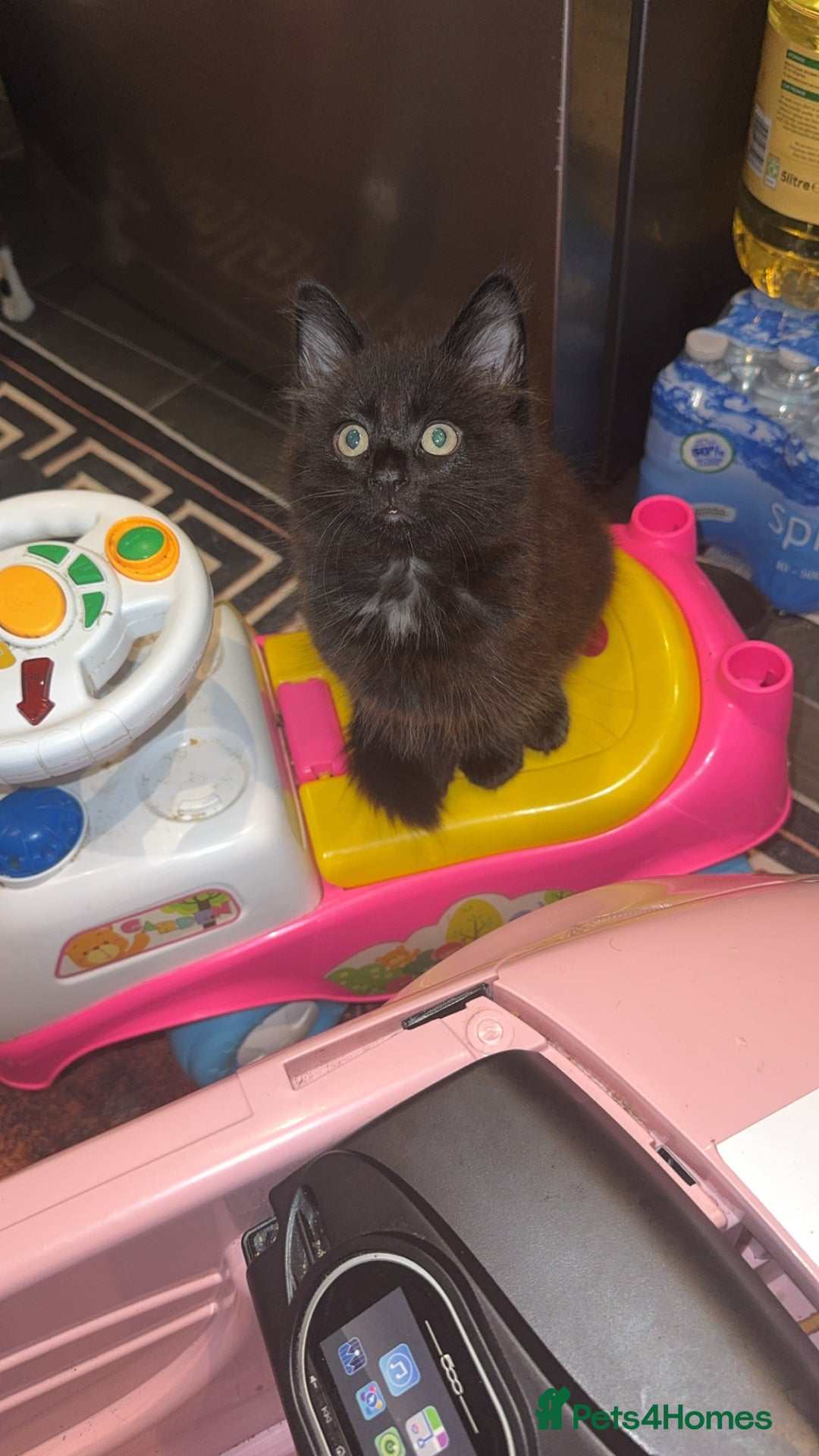 Mixed Breed cats for sale: 🐱2 beautiful male kittens 🐱  - Advert 5