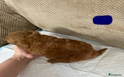 Cockapoo dogs for sale: Outstanding Cockapoos Puppies. 4 boys💙 2 girls 💗 - Image 29