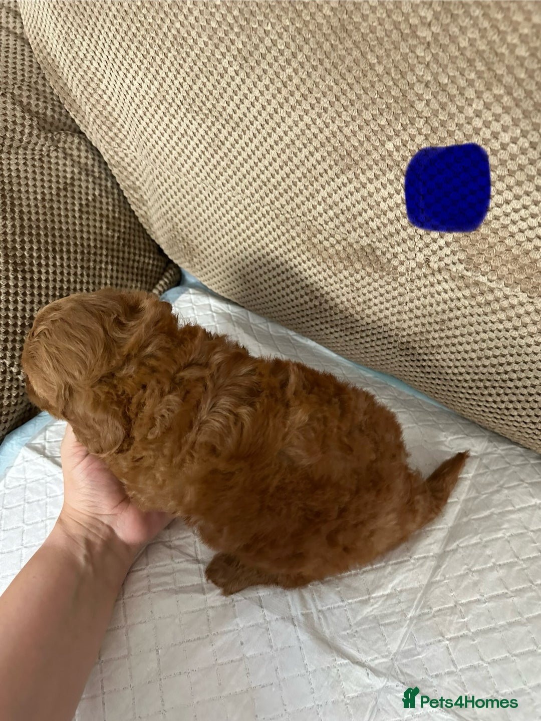 Cockapoo dogs for sale: Outstanding Cockapoos Puppies. 4 boys💙 2 girls 💗 - Image 29