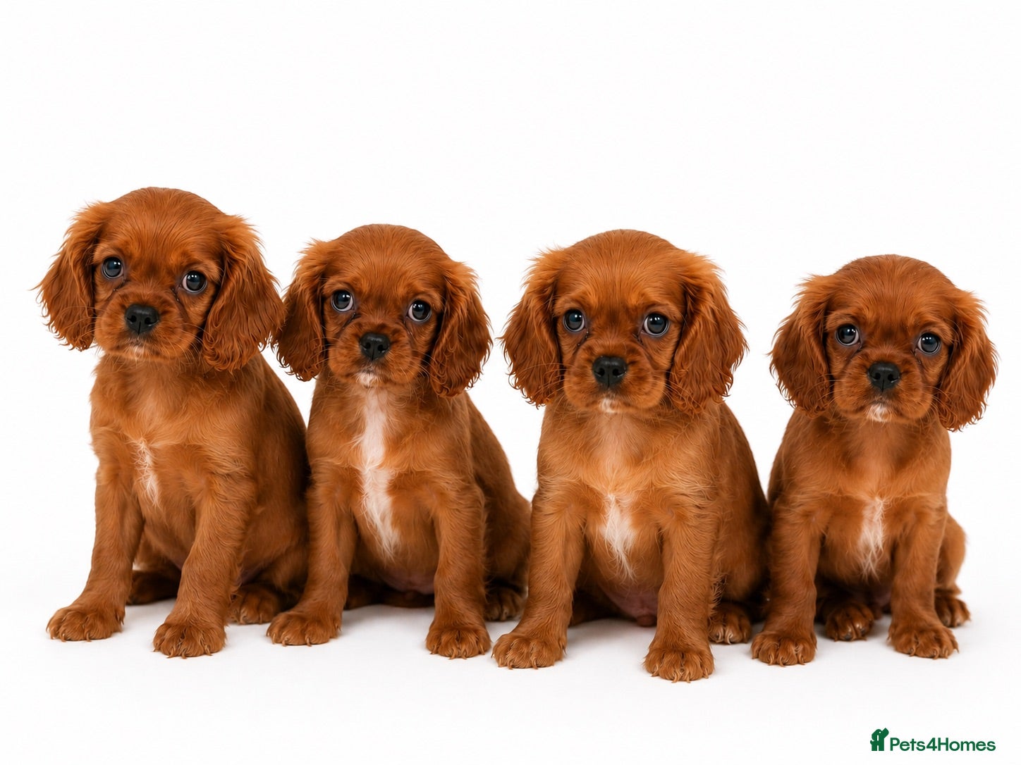 Cavalier King Charles Spaniel dogs KC registered King Charles cavalier(boys remaining - Advert 12