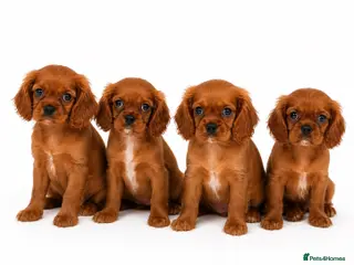 Cavalier King Charles Spaniel dogs KC registered King Charles cavalier(boys remaining - Advert 12