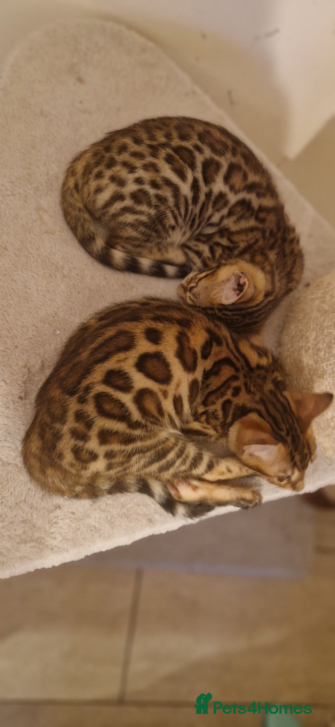 Bengal cats for sale: Beutifull kittens❤️ - Advert 26