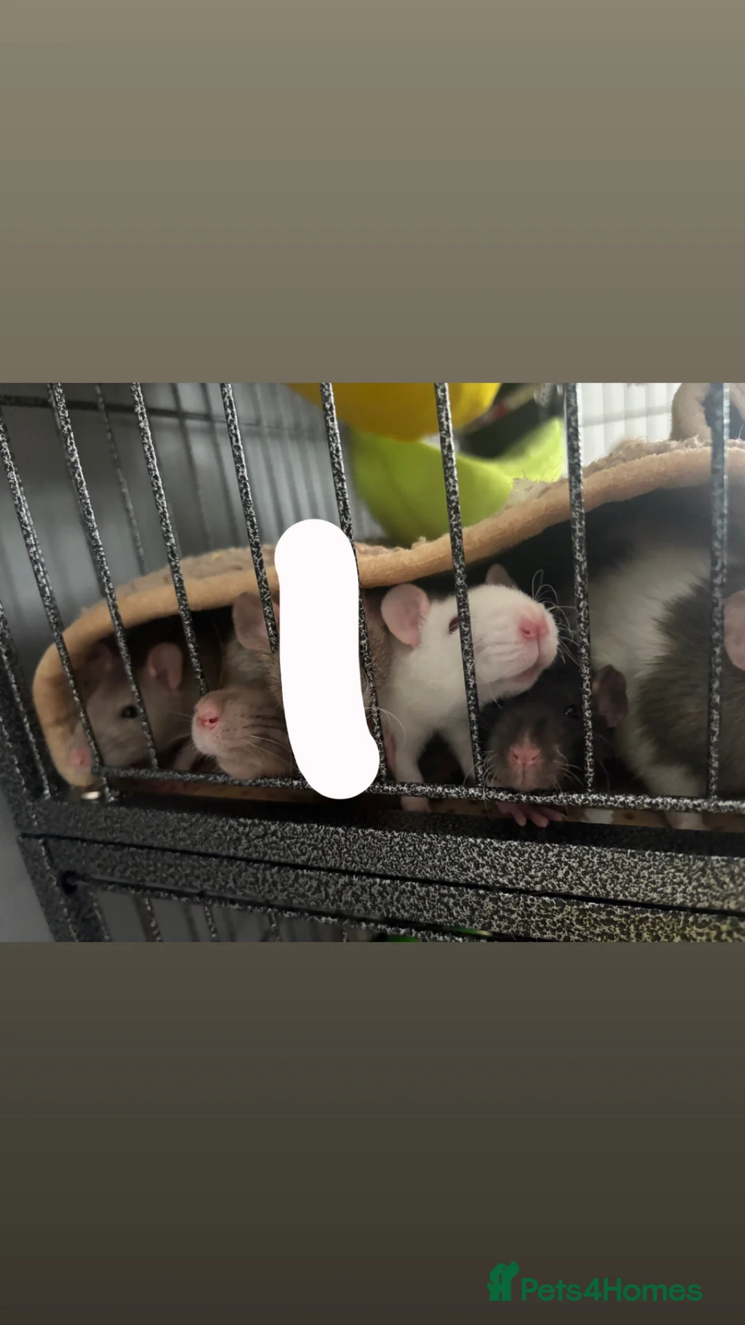 Rat rodents for sale:  dumbo x Rex pet rats for sale  in Stoke-on-Trent - Advert 1