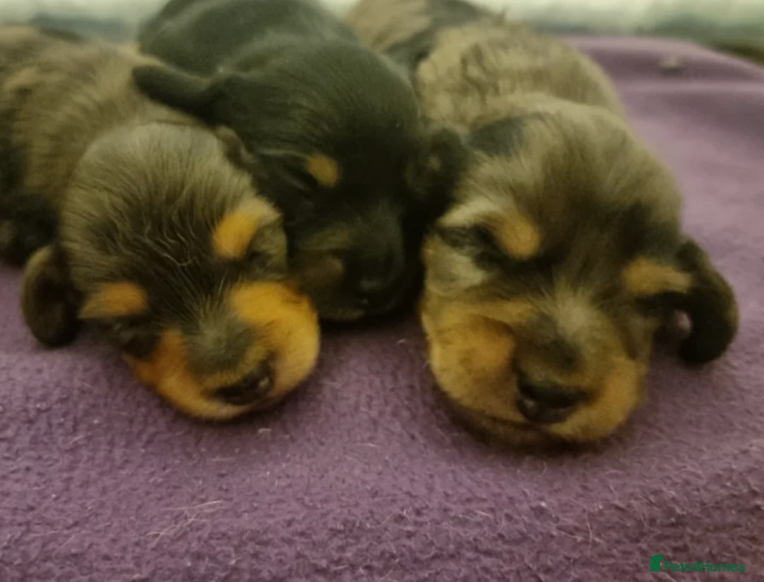 Miniature Dachshund dogs for stud: Black&Cream Miniature LongCoat (CarriesChoc) 3.9kg in Dalry - Advert 6