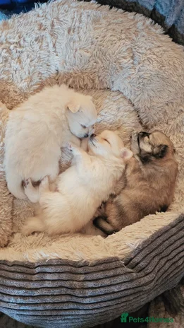 Pomeranian dogs - Advert 5